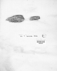 Hypoxylon rubiginosum image